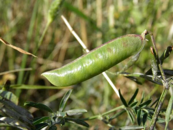 Vicia monantha Retz. - Image 3