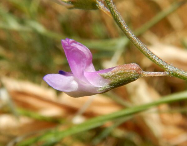 Vicia parviflora Cav. - Image 2