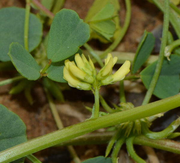 Trigonella stellata Forssk. - Image 2