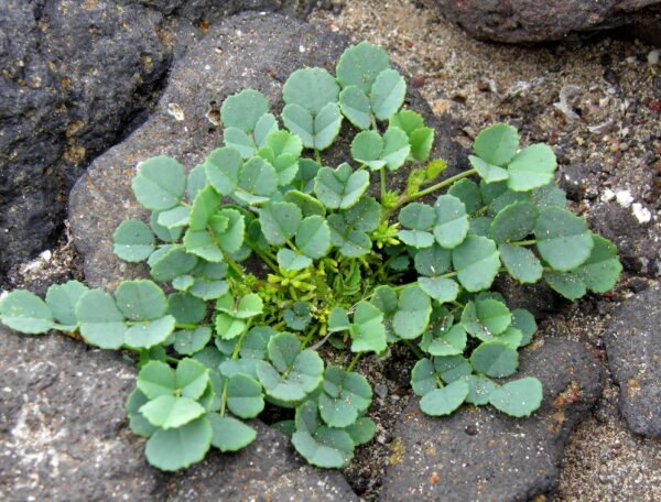 Trigonella stellata Forssk.