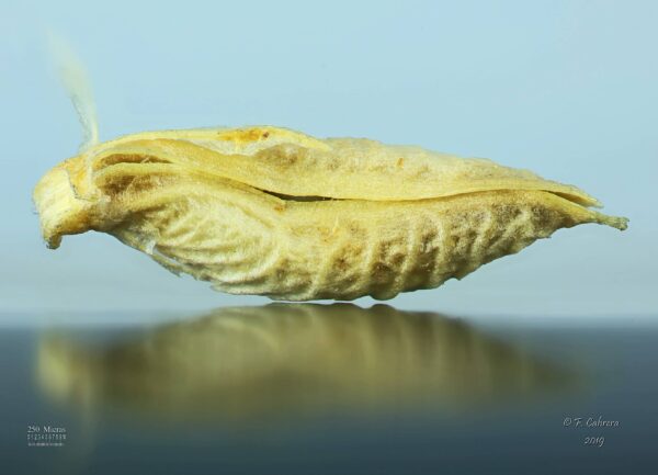 Trigonella stellata Forssk. - Image 6