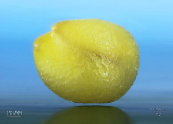 Trigonella stellata Forssk. - Image 8