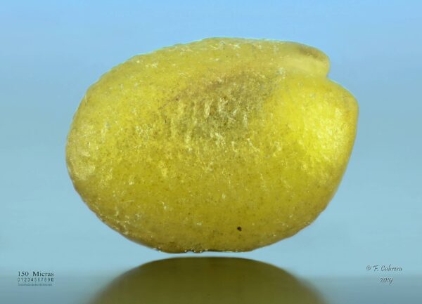Trigonella stellata Forssk. - Image 7