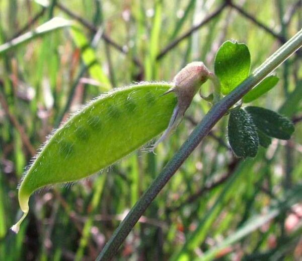 Vicia hybrida L. - Image 9