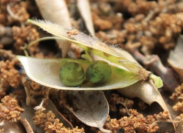 Vicia lutea L. - Image 8