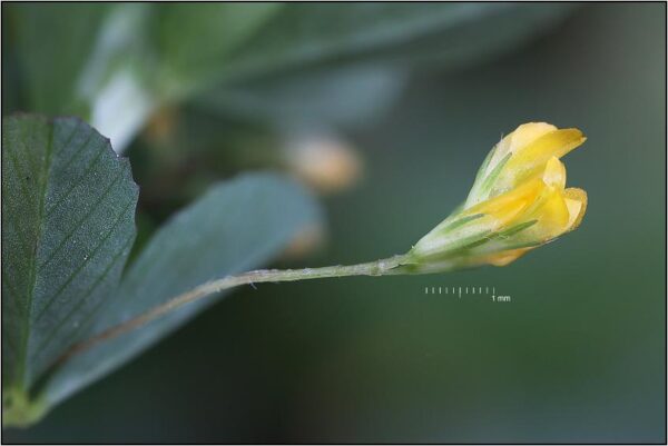 Trifolium micranthum Viv. - Image 2