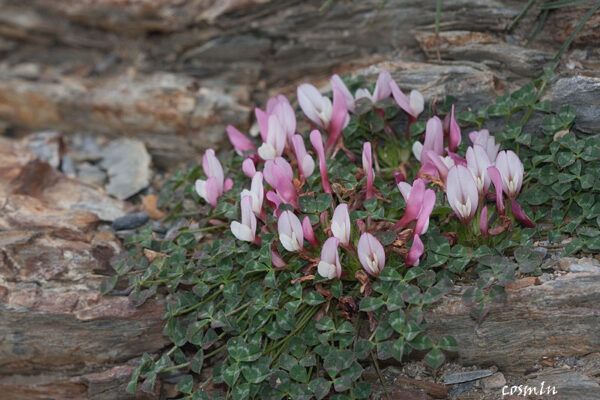 Trifolium uniflorum L. - Image 2