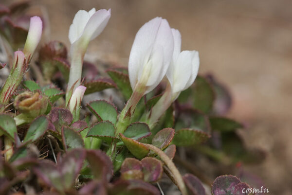 Trifolium uniflorum L. - Image 3