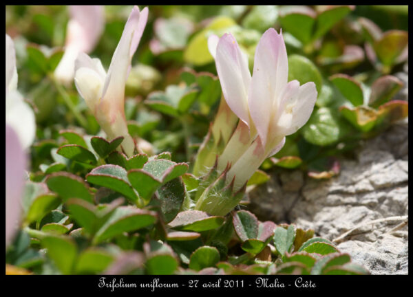 Trifolium uniflorum L. - Image 4