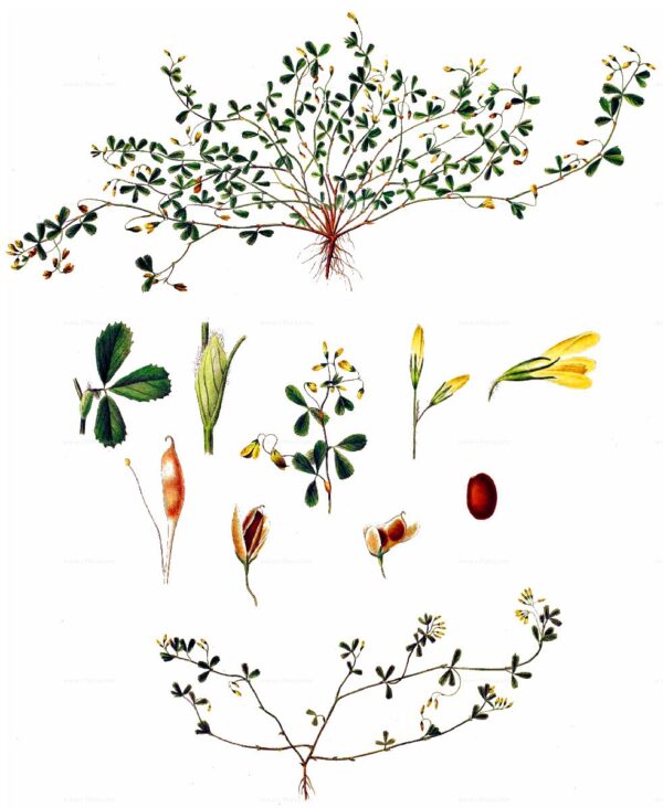 Trifolium micranthum Viv. - Image 3