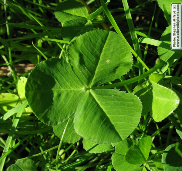 Trifolium nigrescens Viv. - Image 5