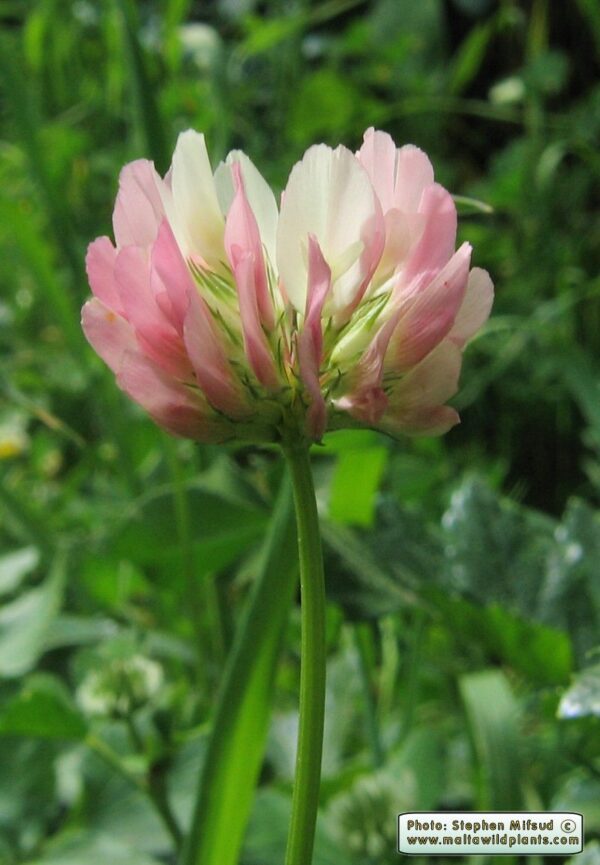 Trifolium nigrescens Viv. - Image 3