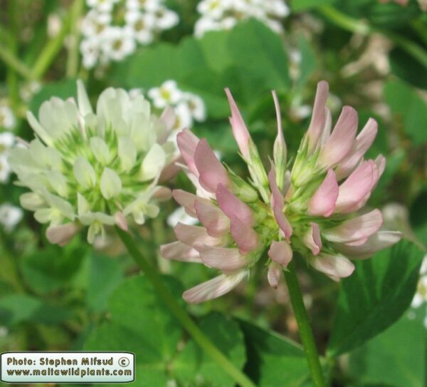 Trifolium nigrescens Viv. - Image 4