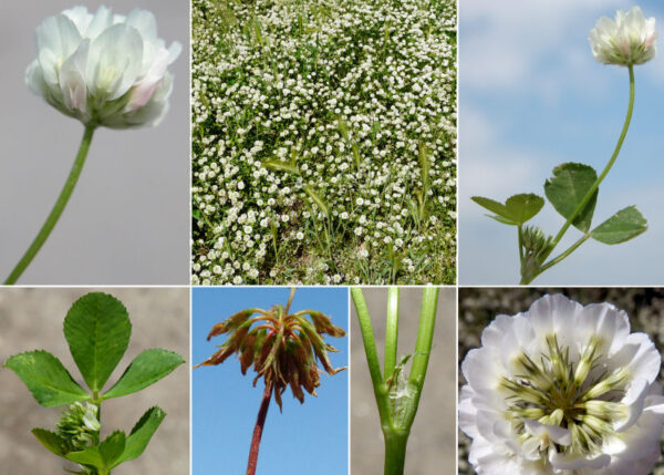 Trifolium nigrescens Viv. - Image 7