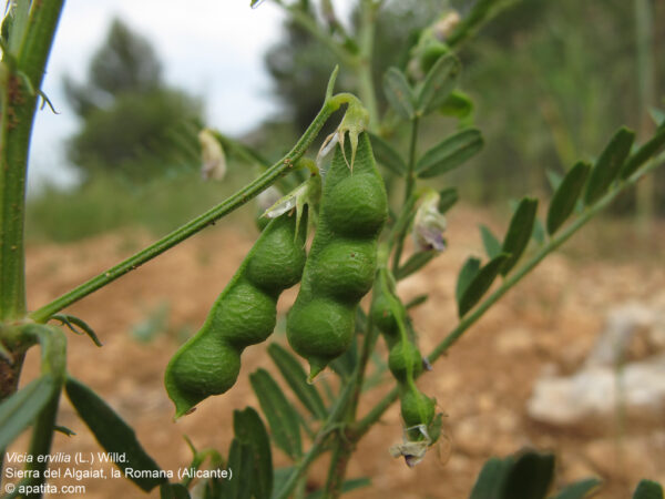 Vicia ervilia (L.) Willd. - Image 4