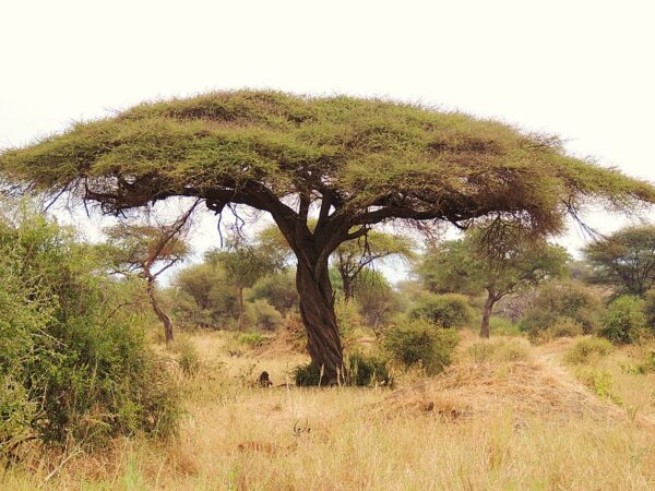 Vachellia tortilis (Forssk.) Galasso & Banfi