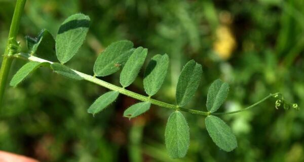 Vicia hybrida L. - Image 7