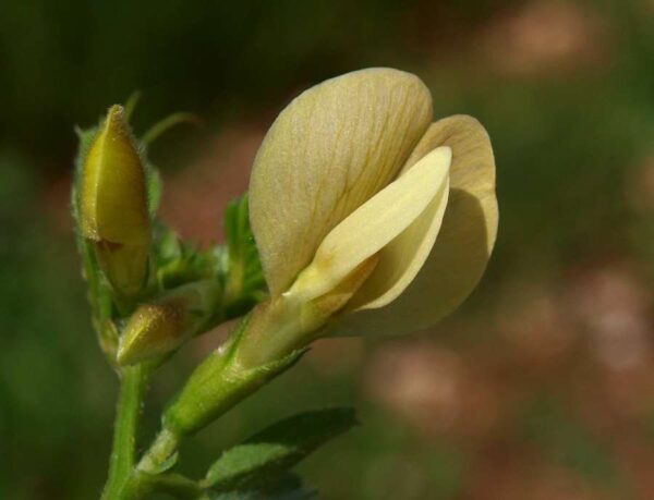 Vicia hybrida L.