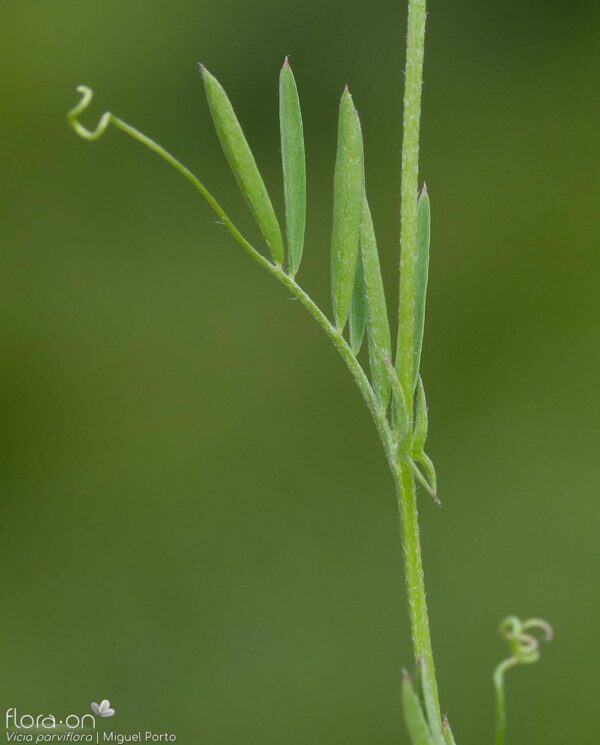 Vicia parviflora Cav. - Image 5