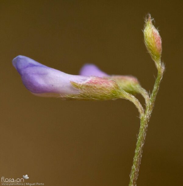 Vicia parviflora Cav. - Image 3