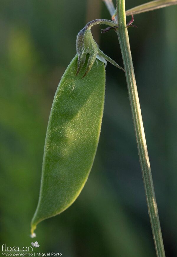 Vicia peregrina L. - Image 6