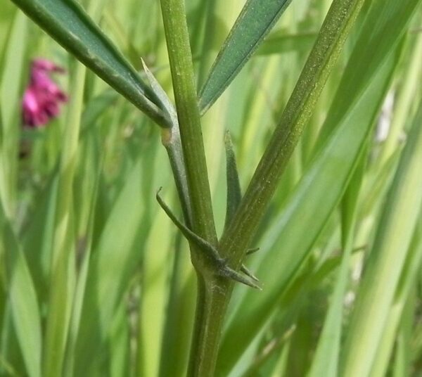 Vicia sicula (Raf.) Guss. - Image 4