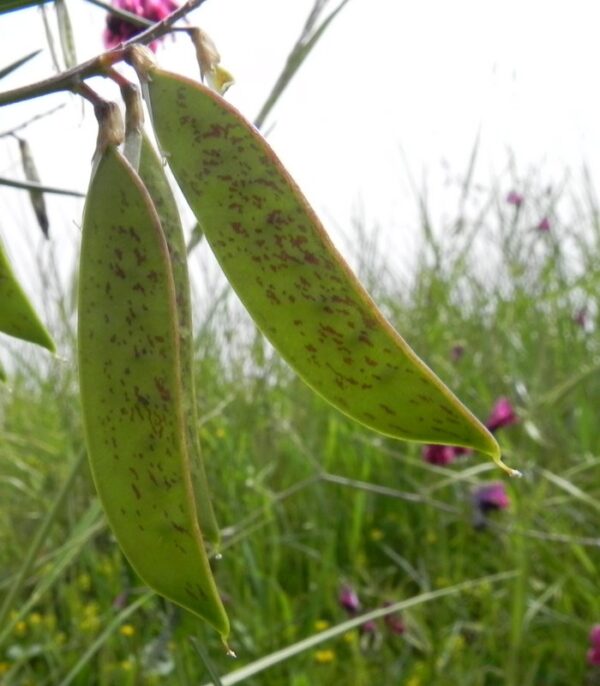Vicia sicula (Raf.) Guss. - Image 5