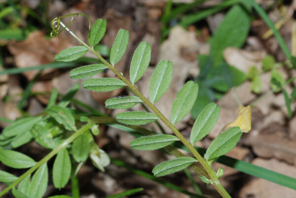 Vicia hybrida L. - Image 6