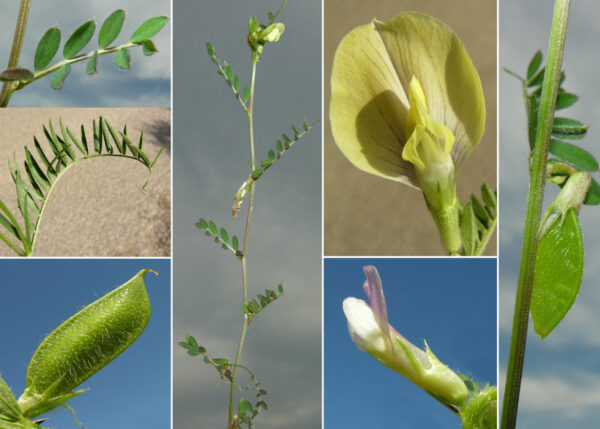 Vicia lutea L. - Image 3