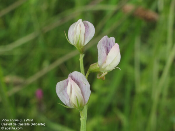 Vicia ervilia (L.) Willd. - Image 2