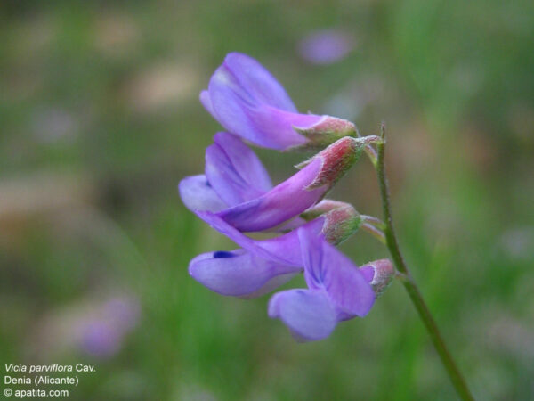 Vicia parviflora Cav.