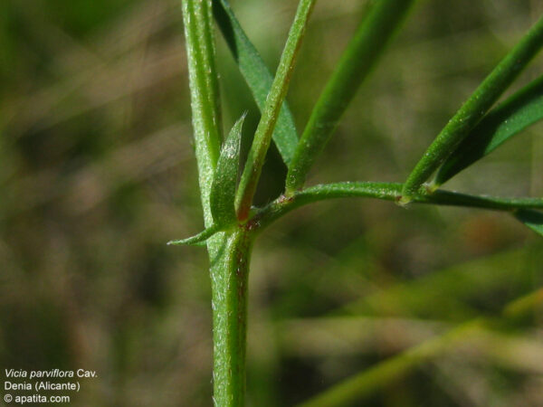 Vicia parviflora Cav. - Image 4