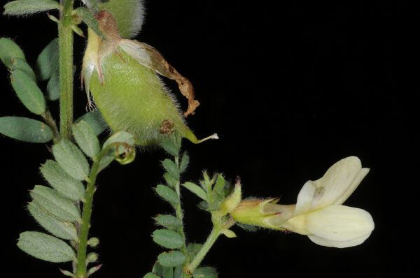 Vicia sericocarpa Fenzl - Image 2
