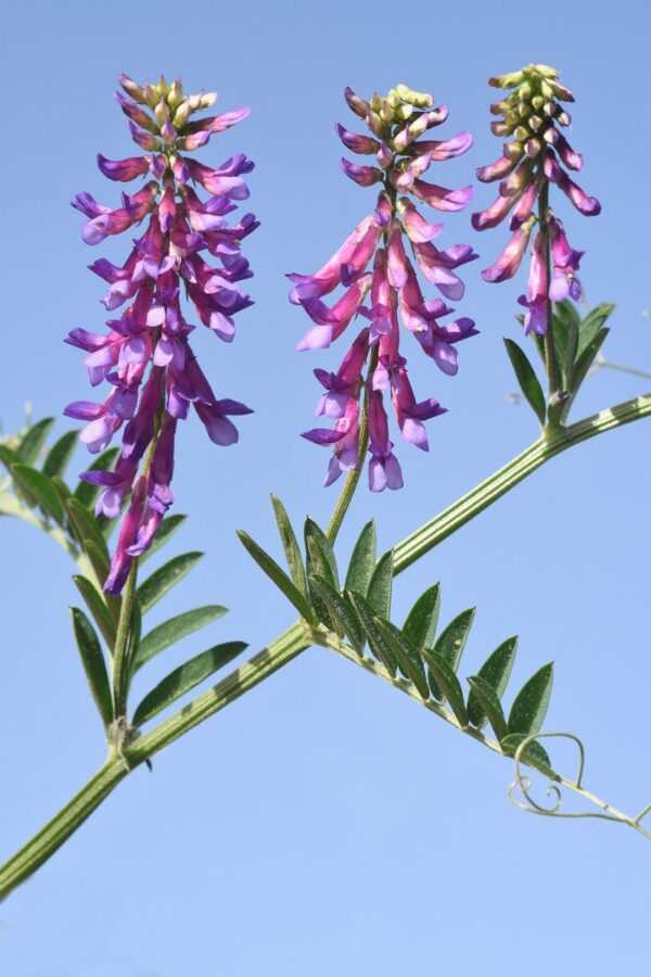 Vicia villosa Roth - Image 2