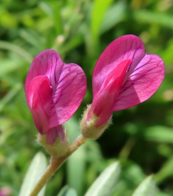Vicia monantha Retz.