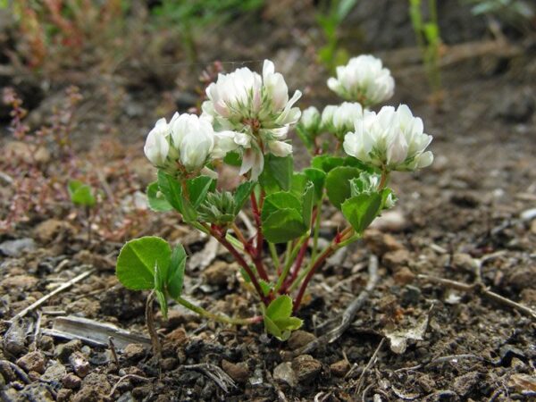 Trifolium nigrescens Viv. - Image 6