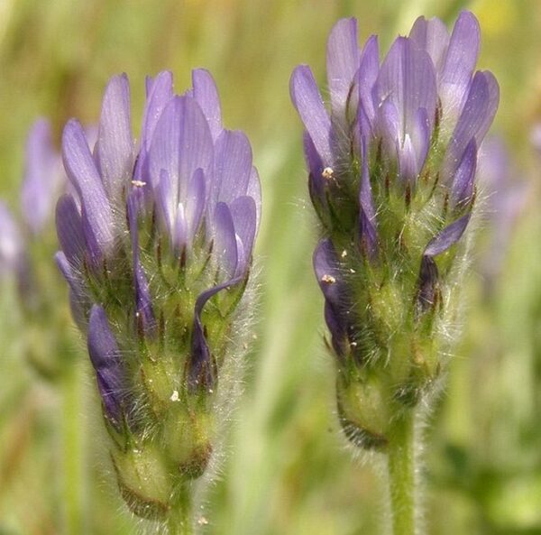Trigonella coerulescens (M.Bieb.) Halacsy