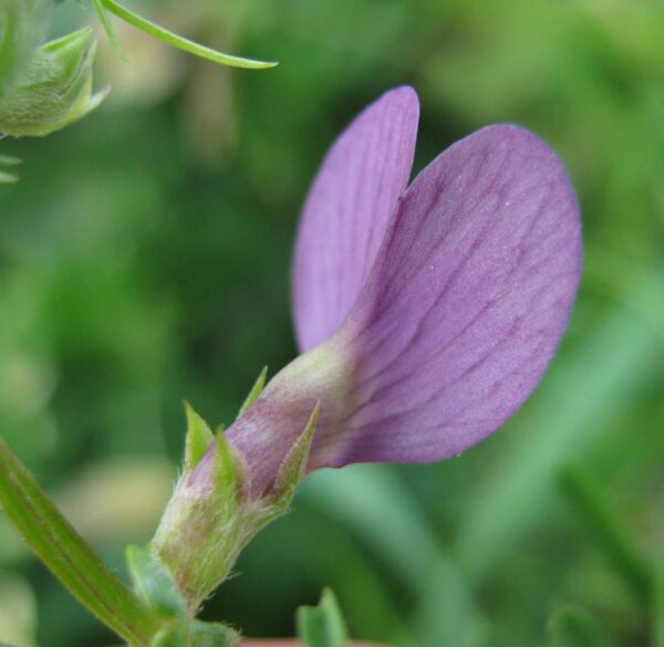 Vicia peregrina L. - Image 3