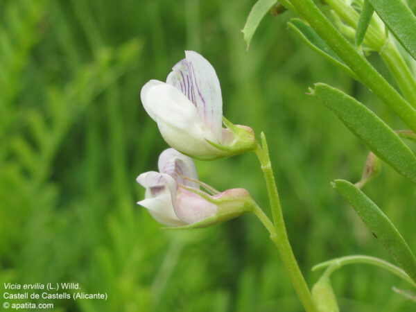 Vicia ervilia (L.) Willd.