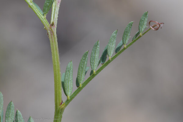 Vicia lutea L. - Image 6