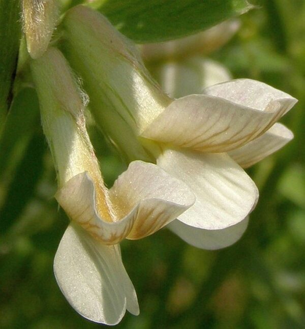 Vicia pannonica Crantz