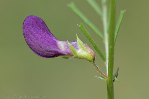 Vicia peregrina L.