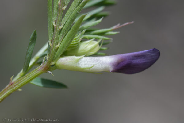 Vicia peregrina L. - Image 4