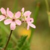 Erodium cicutarium (L.) L'Hér. - Image 3