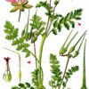 Erodium cicutarium (L.) L'Hér. - Image 6