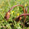 Romulea bulbocodium (L.) Sebast. & Mauri - Image 7