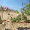 Erodium cicutarium (L.) L'Hér.