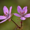 Erodium cicutarium (L.) L'Hér. - Image 2