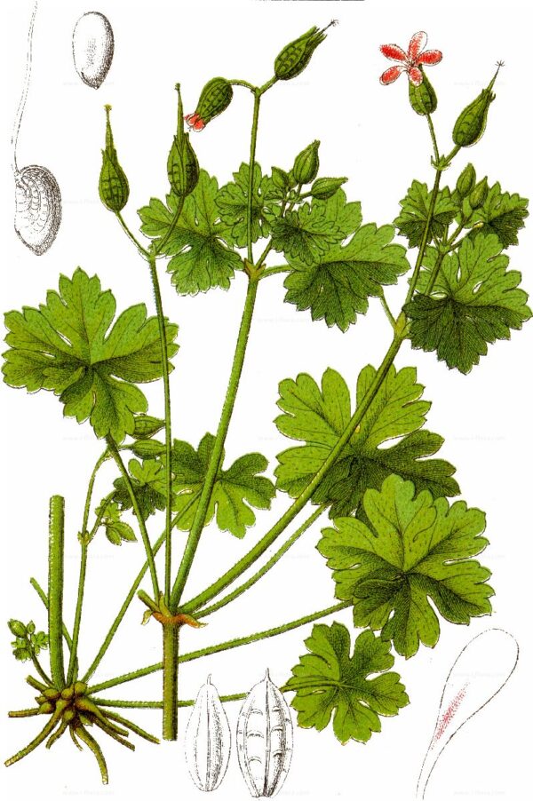 Geranium lucidum L. - Image 8