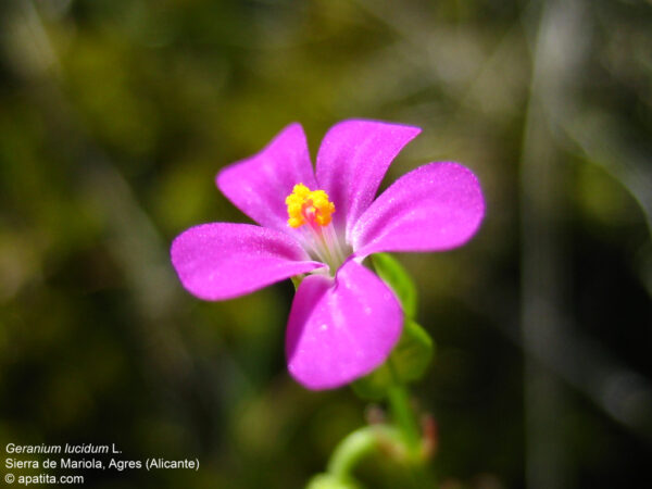 Geranium lucidum L. - Image 2